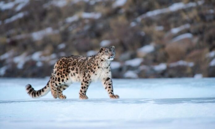 Snow leopards in their natural habitat in Himachal Pradesh
